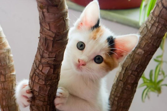 濒死的小猫怎么急救