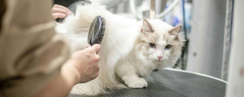 猫有口臭怎么去除，如何改善猫咪口臭