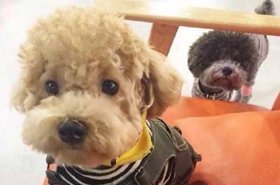 泰迪幼犬多久可以洗澡