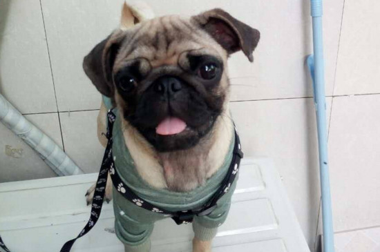 怎么判断巴哥犬感冒