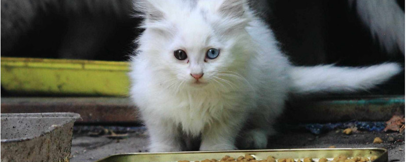 什么猫粮吃了拉屎不臭
