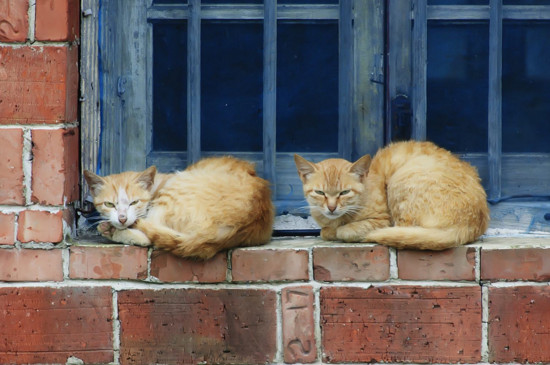 下雨天猫咪躲哪里