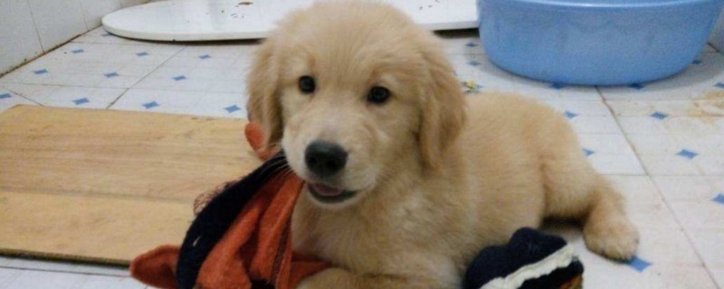 狗狗可以吃粽子吗