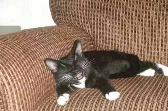 猫连续打二十多下喷嚏