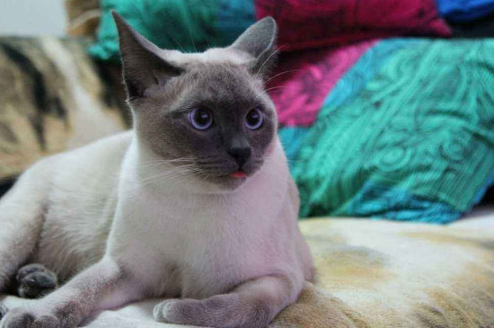 猫为什么在床上拉屎