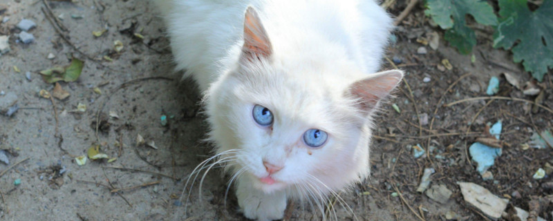 猫散养注意事项