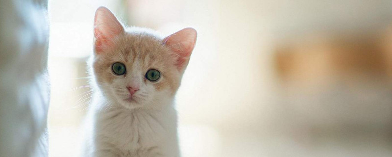 小猫到新环境呕吐