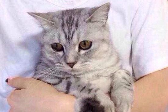 猫瘟会通过衣服传染吗