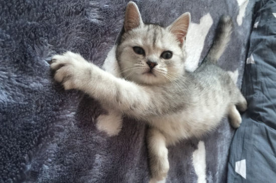 猫掉毛可以把毛剃掉吗