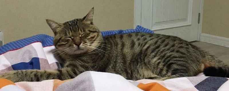 小猫到新家注意事项