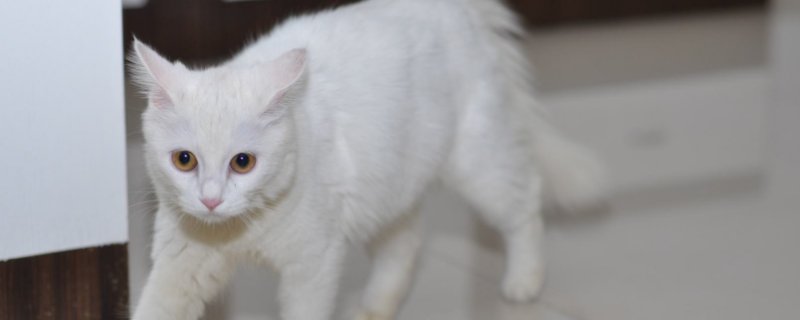 被猫吓到预示着什么