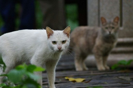 流浪猫渴望被收养的表现