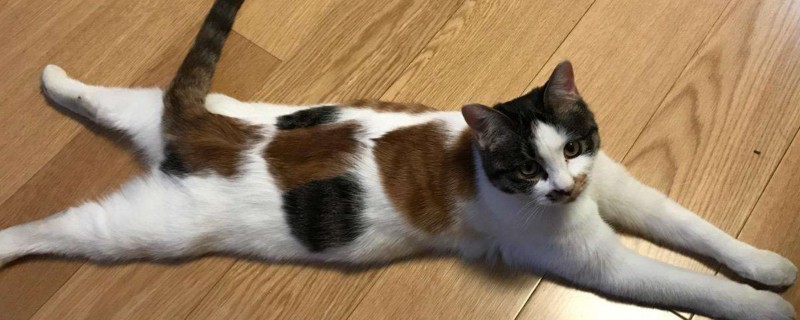 夏天太热猫咪待家里怎么办
