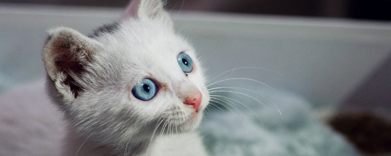 猫猫舔你代表什么