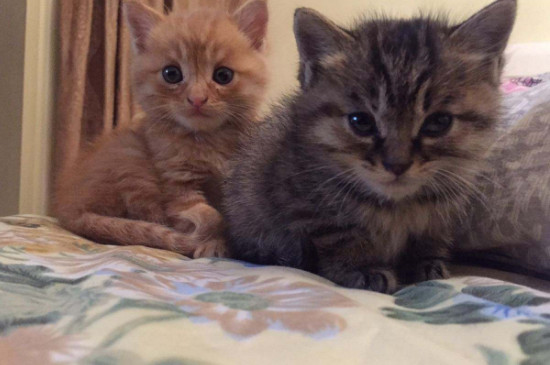 猫咪毛里面有黑色的东西