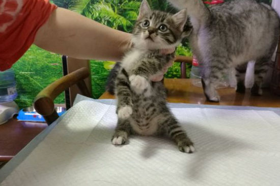 猫流产会流几天血，猫咪流产要怎么处理