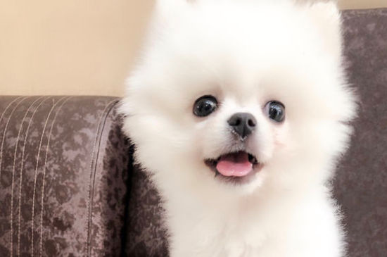 狗狗肚子胀很硬总喝水