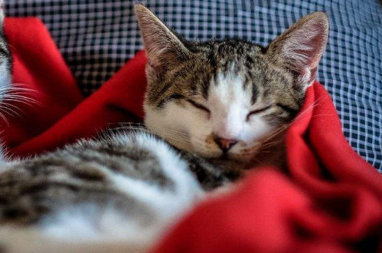 领养猫需要什么条件