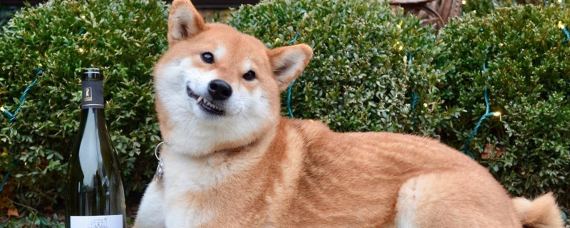 柴犬到底应该不应该打