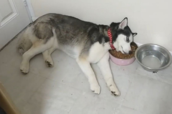 狗狗变懒是什么症状