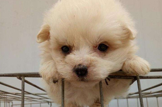 奶糕和幼犬粮的区别