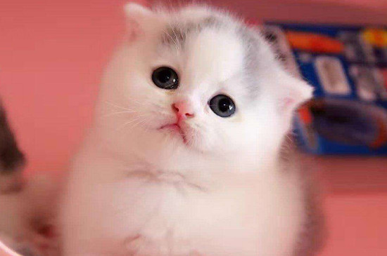 猫的耳朵有什么作用