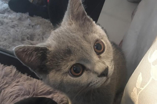 被猫抓了没打针有事吗
