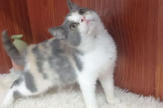 猫能洗澡吗多久洗一次
