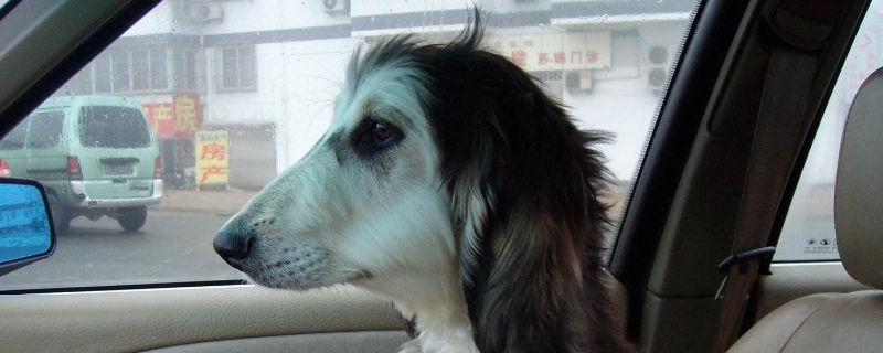 阿富汗猎犬适合家养吗