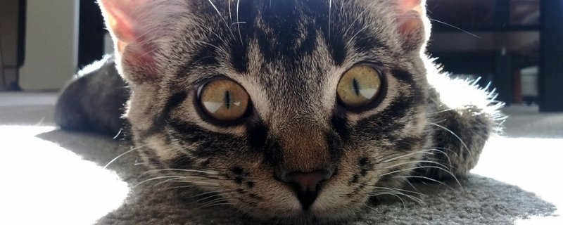 猫抓没出血但有点划痕
