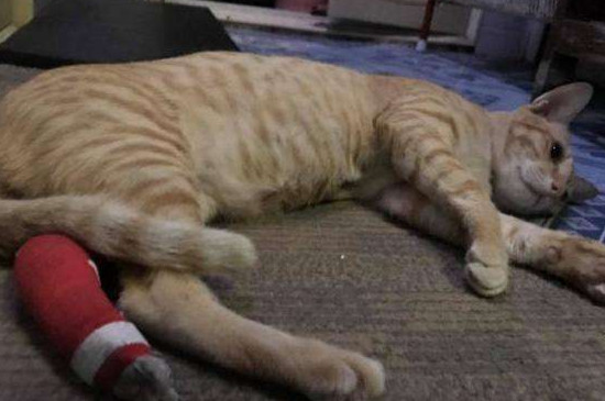 猫腿受伤怎么处理