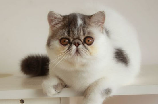 波斯猫的快乐是什么，波斯猫怎么样才会快乐