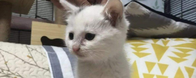 生病小猫快死的征兆