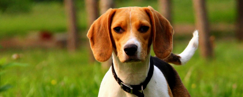 养比格犬要注意些什么