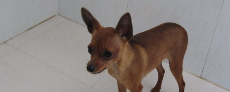 小鹿犬离开主人会怎样