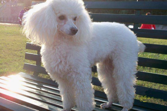 男生适合养什么小型犬
