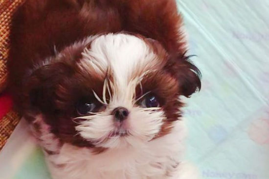 西施犬恨主人的表现