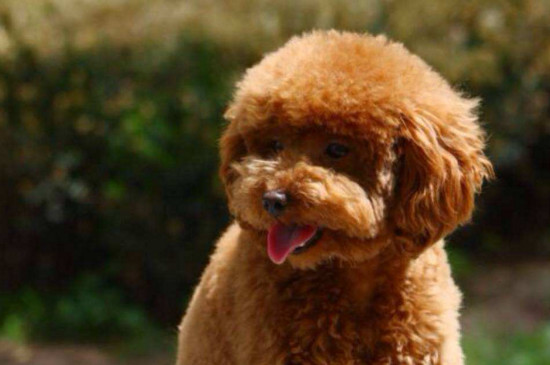 贵宾犬能活多少年