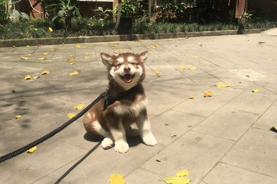 狗狗球虫病早期症状
