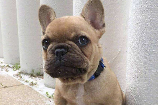 中型宠物犬有哪些品种
