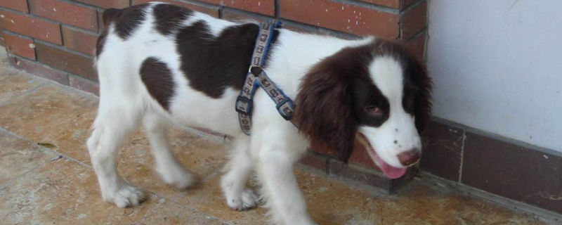 史宾格犬瘦怎么办