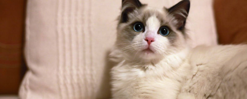 猫睡觉打呼噜是怎么回事啊