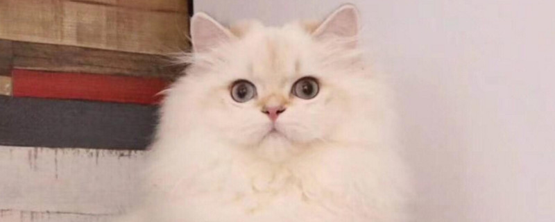 猫咪眼角发红