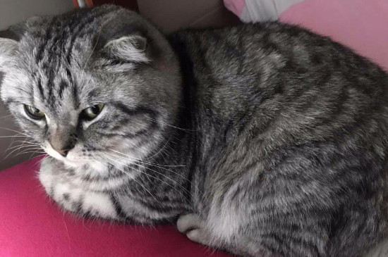 人感染了猫的耳螨