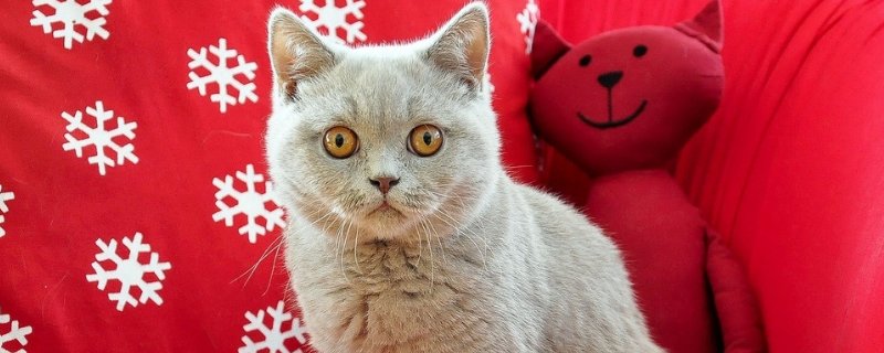 猫在床上拉屎预示着什么