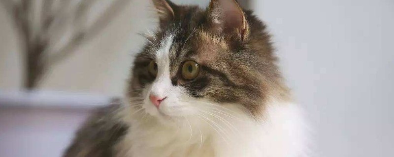 猫一天吃几克鸡胸肉