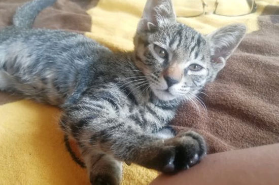 猫眼皮红肿