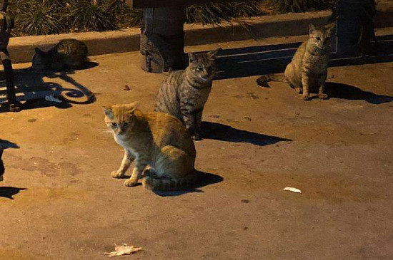 流浪猫晚上几点出来