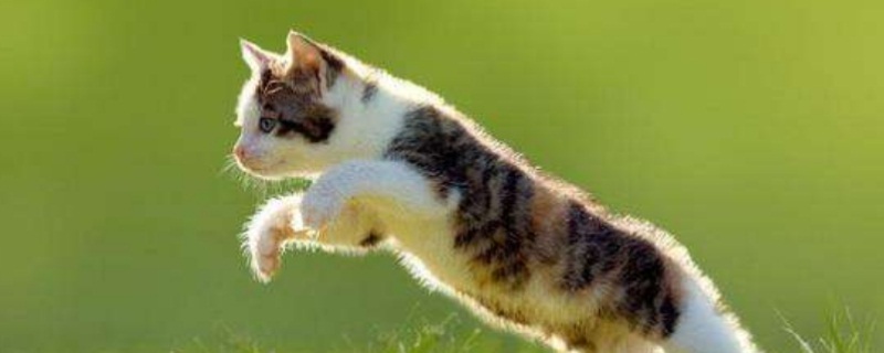 猫为什么从高处摔下来没有事