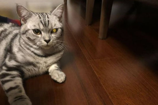 猫耳朵上长癣毛掉了